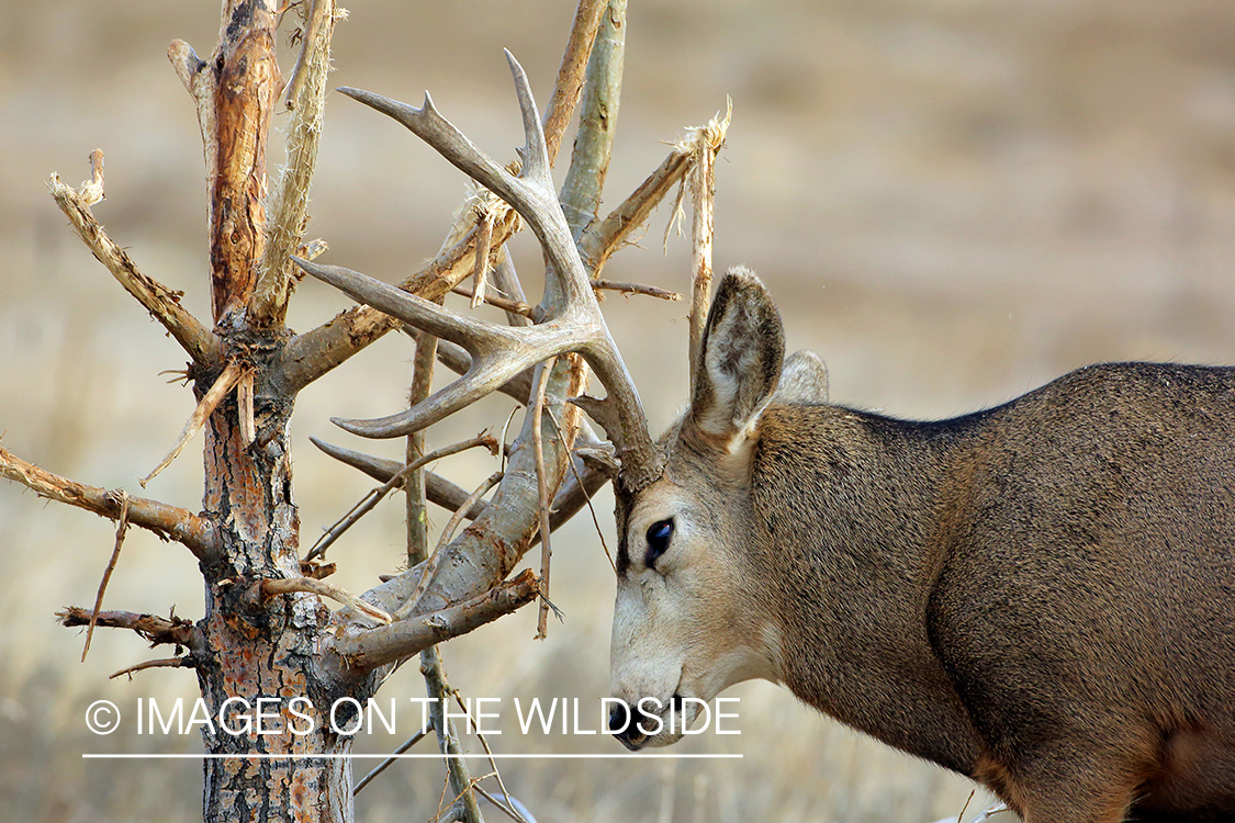 Mule deer buck making scrape.