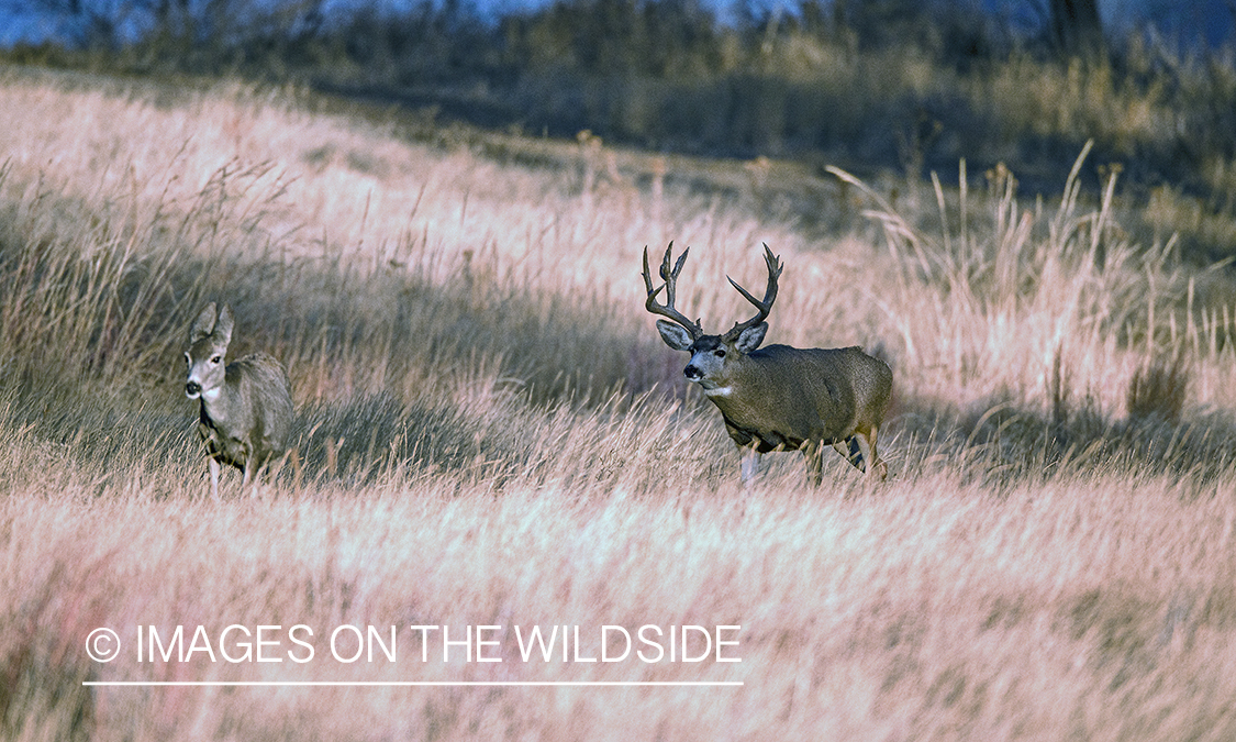 Mule deer buck chasing doe.