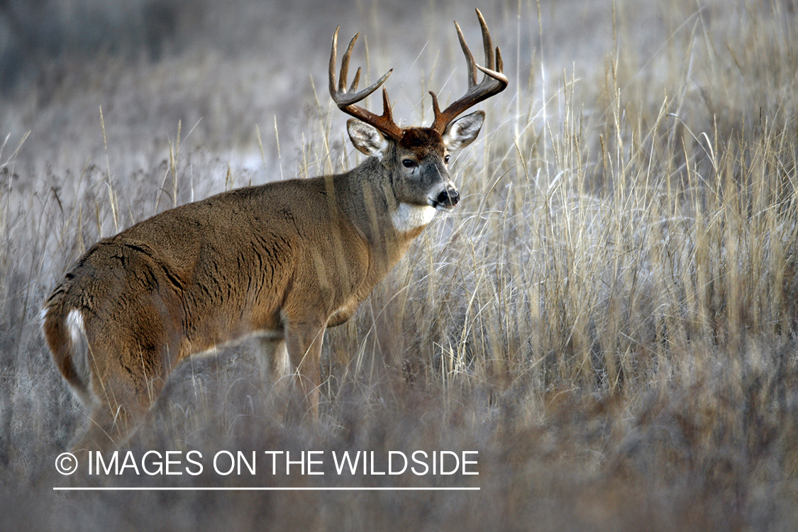 Whitetail Buck