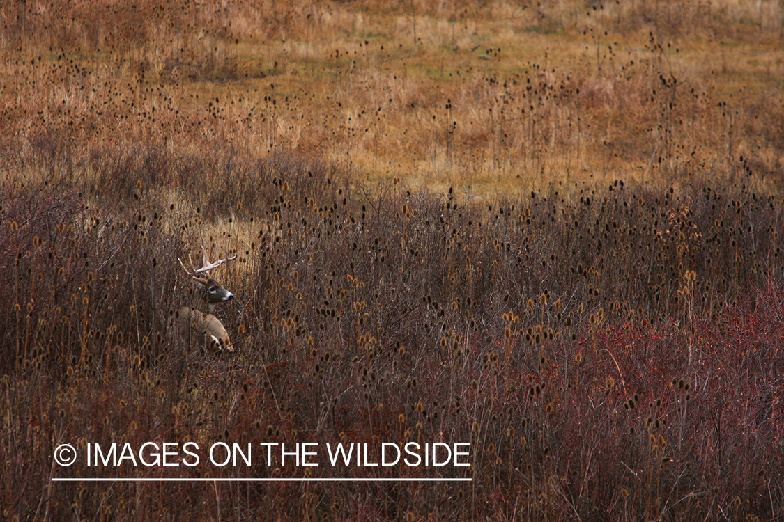 Whitetail Buck in Field