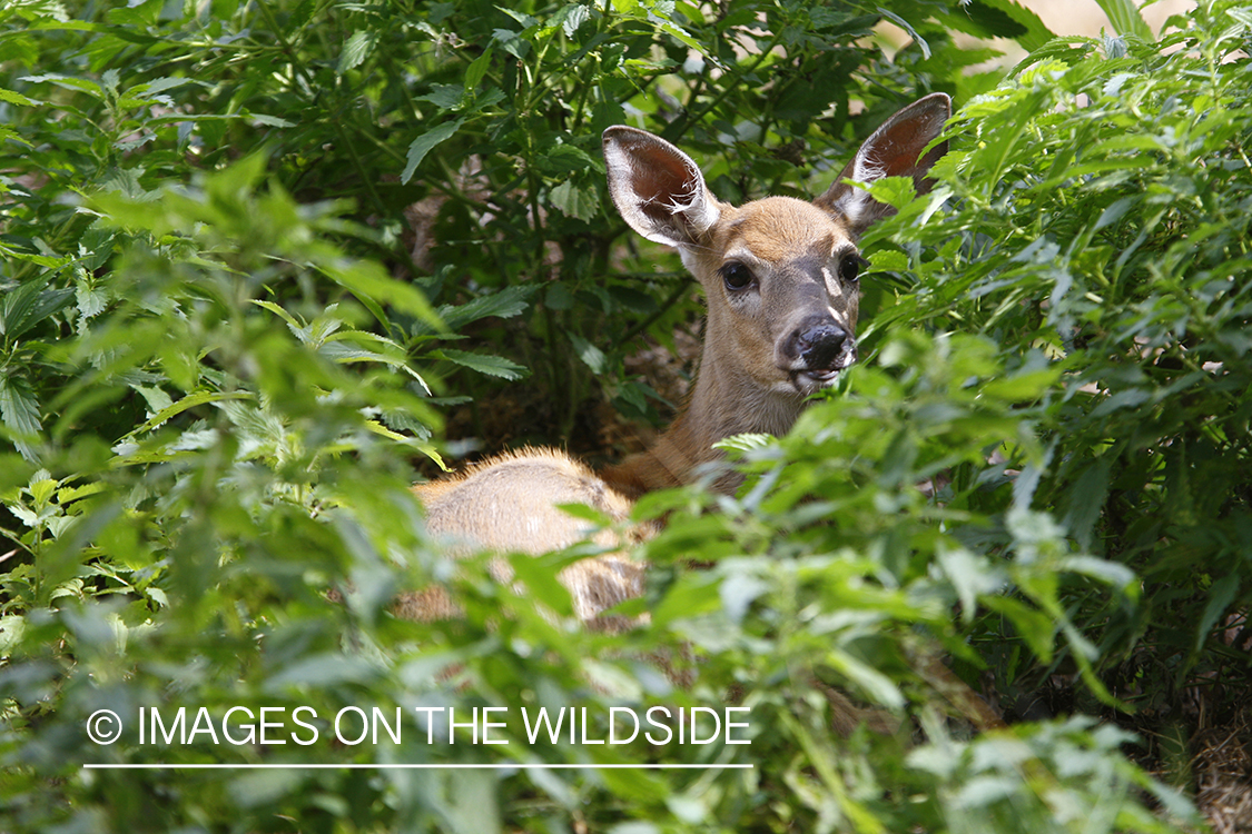 Whitetail fawn in habitat