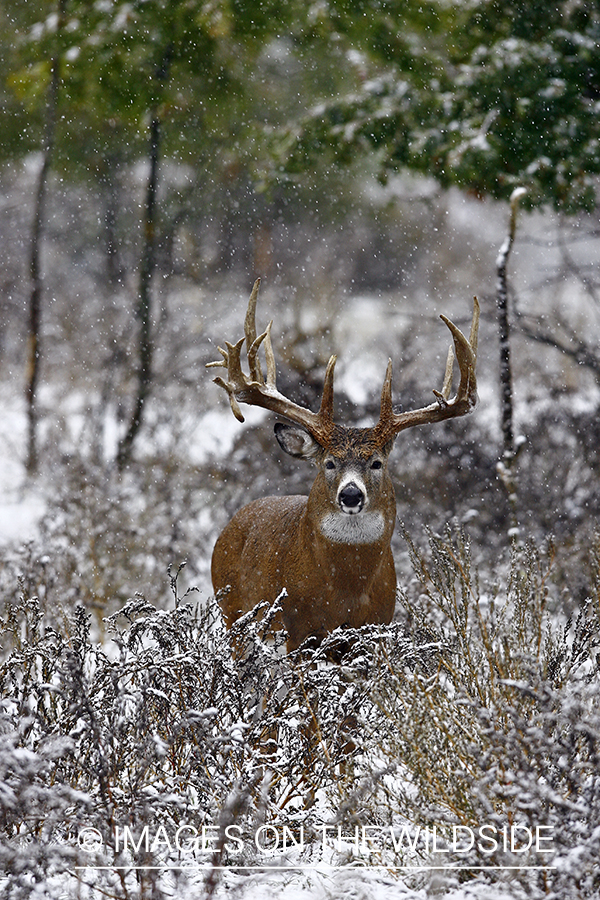 Whitetail buck in habitat