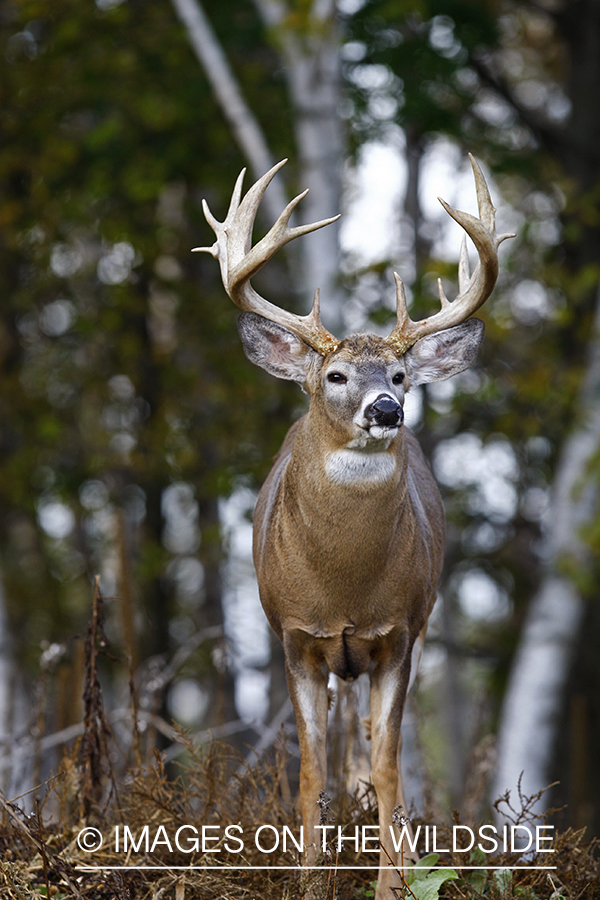 Whitetail buck in habitat