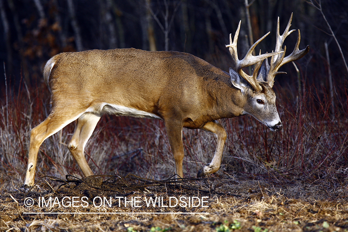 Whitetail buck in habitat.