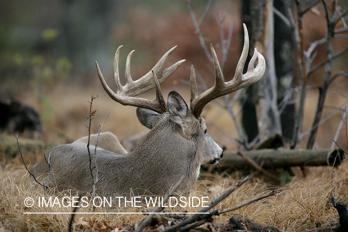 Whitetail buck in habitat.