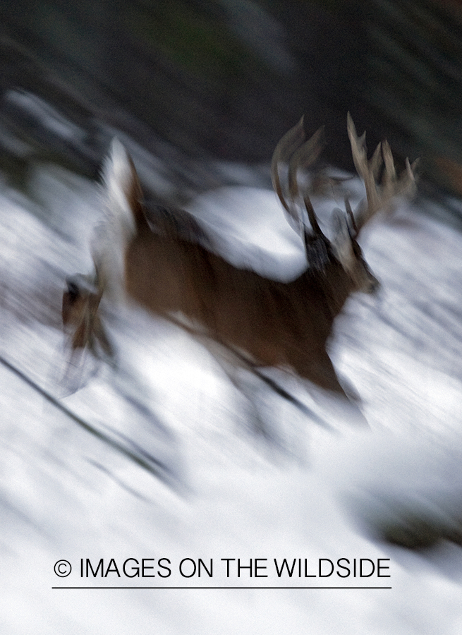 White-tailed buck in habitat.