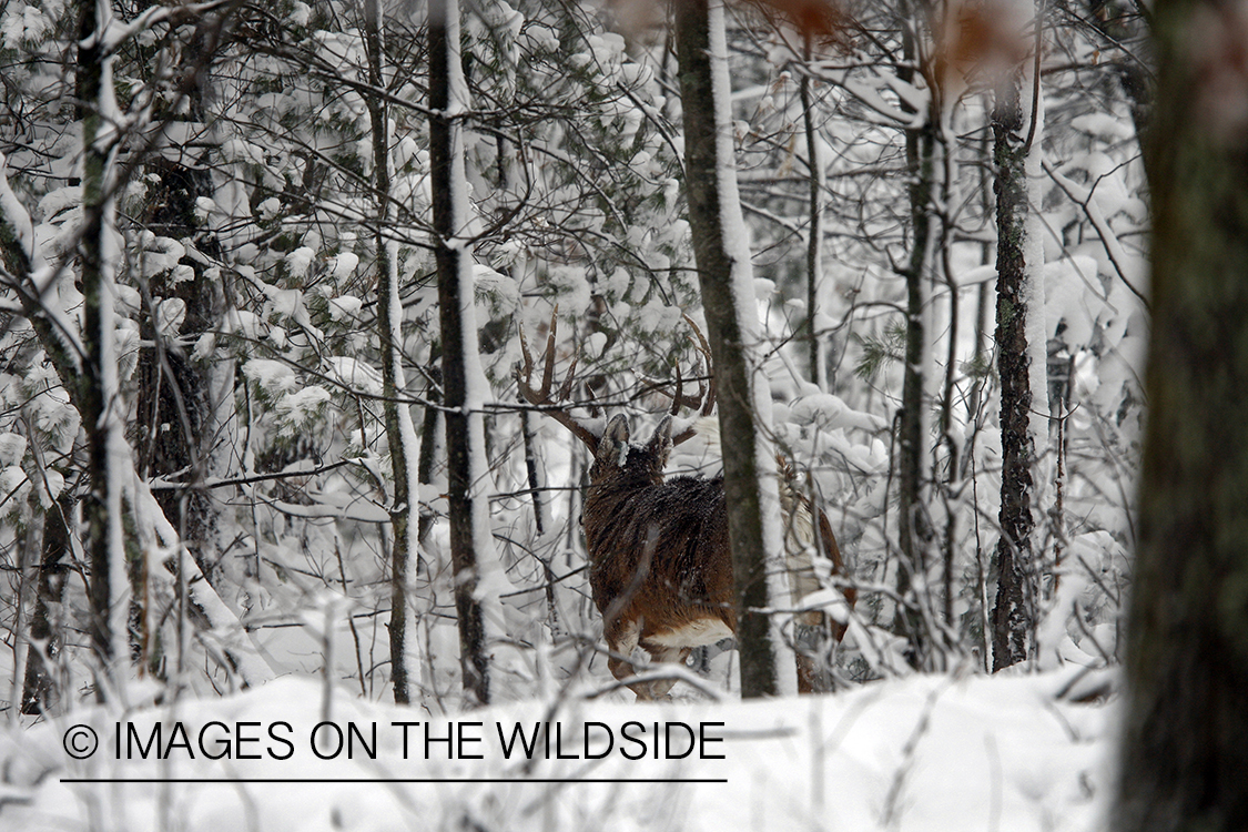 White-tailed buck in habitat.