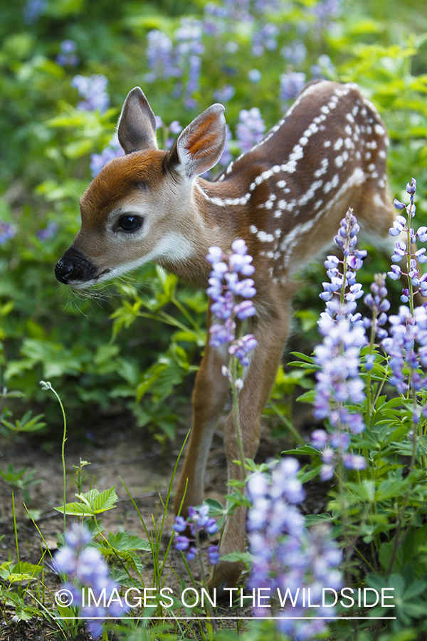 White-tailed Deer Fawns