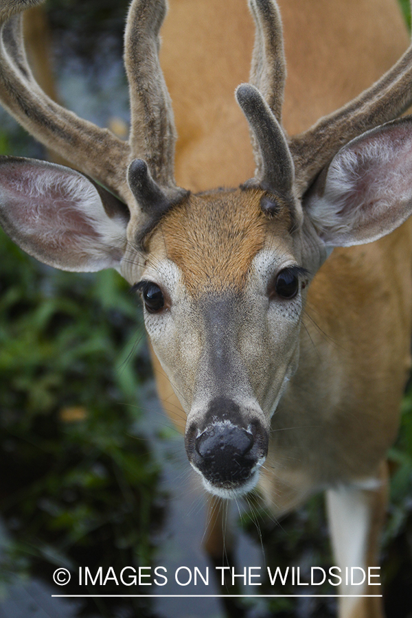 Whie-tailed deer apple creek