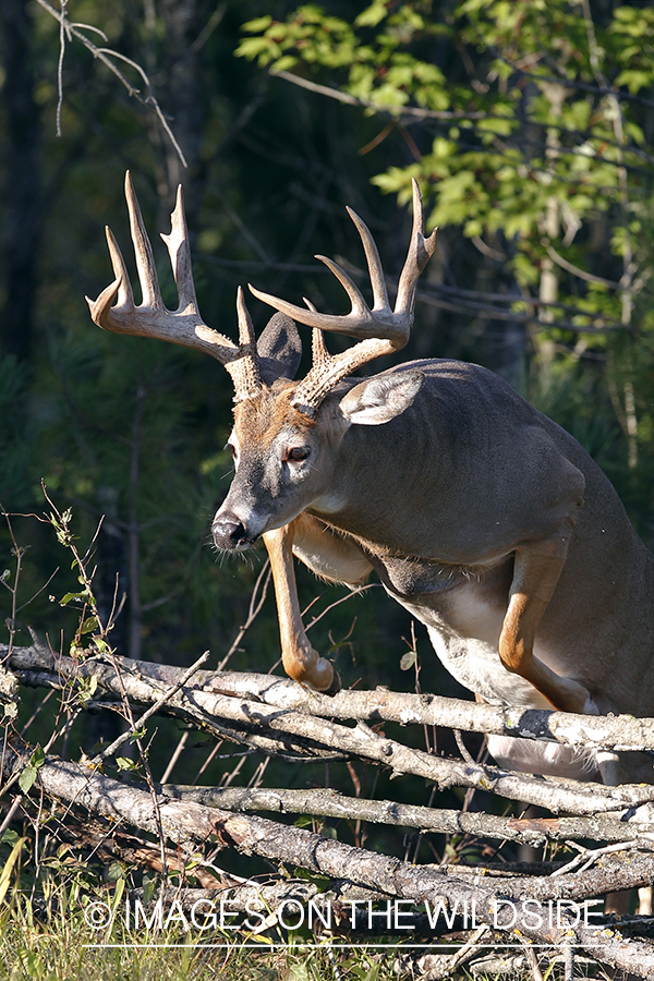 White-tailed buck in habitat