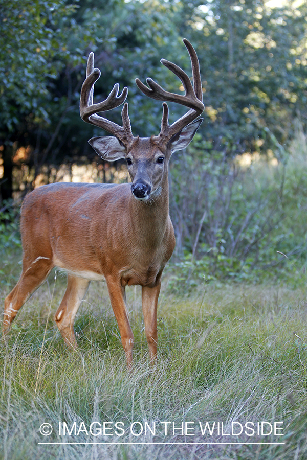 White-tailed buck in velvet 