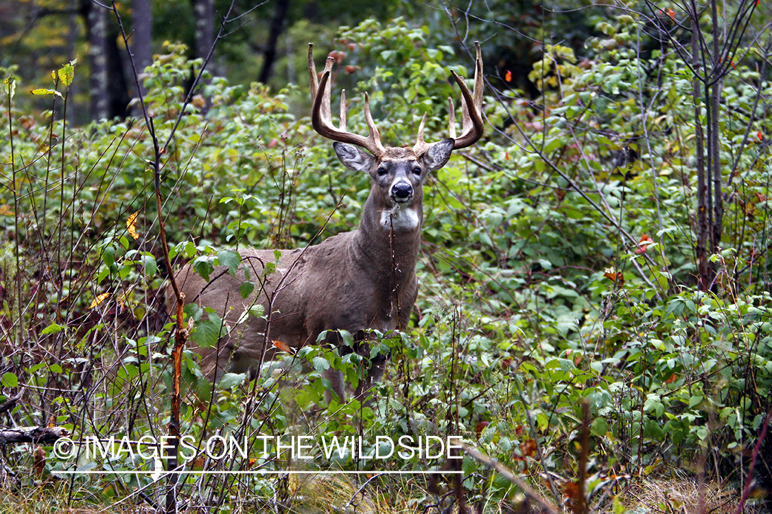 White-tailed buck in habitat. *