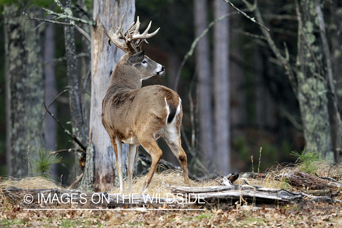 White-tailed buck in habitat. *