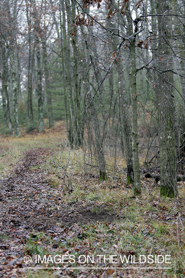 White-tailed deer scrape. 