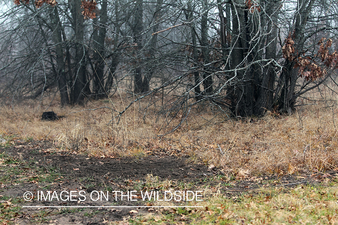 White-tailed deer scrape.