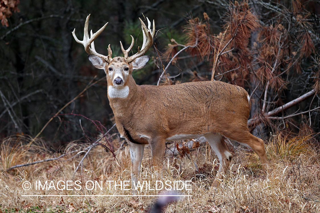 White-tailed buck in habitat. *