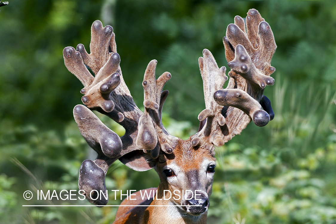 White-tailed buck in summer habitat *