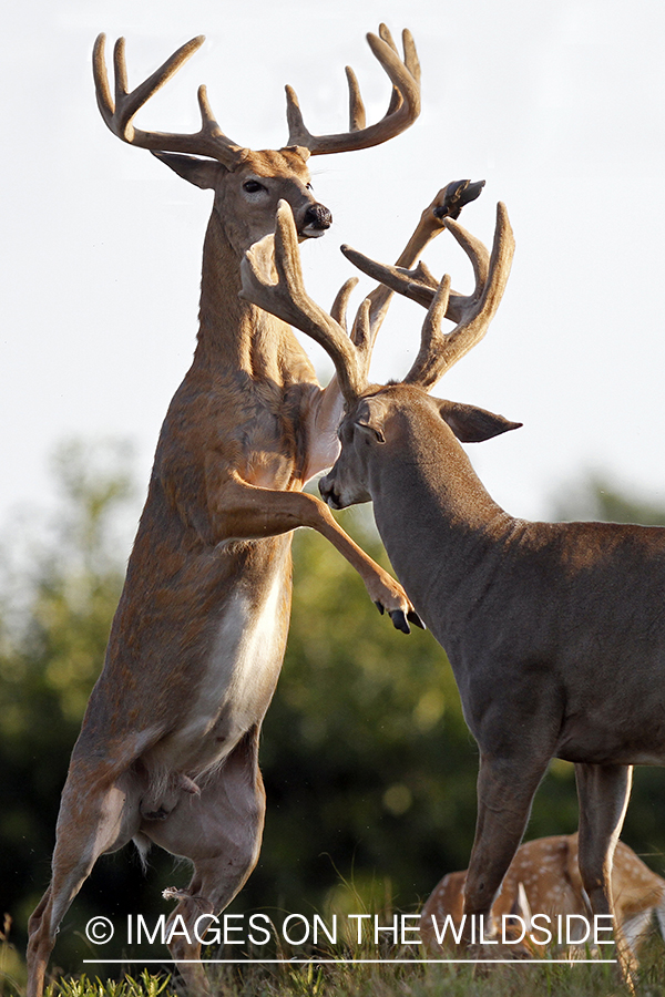 White-tailed bucks fighting. 