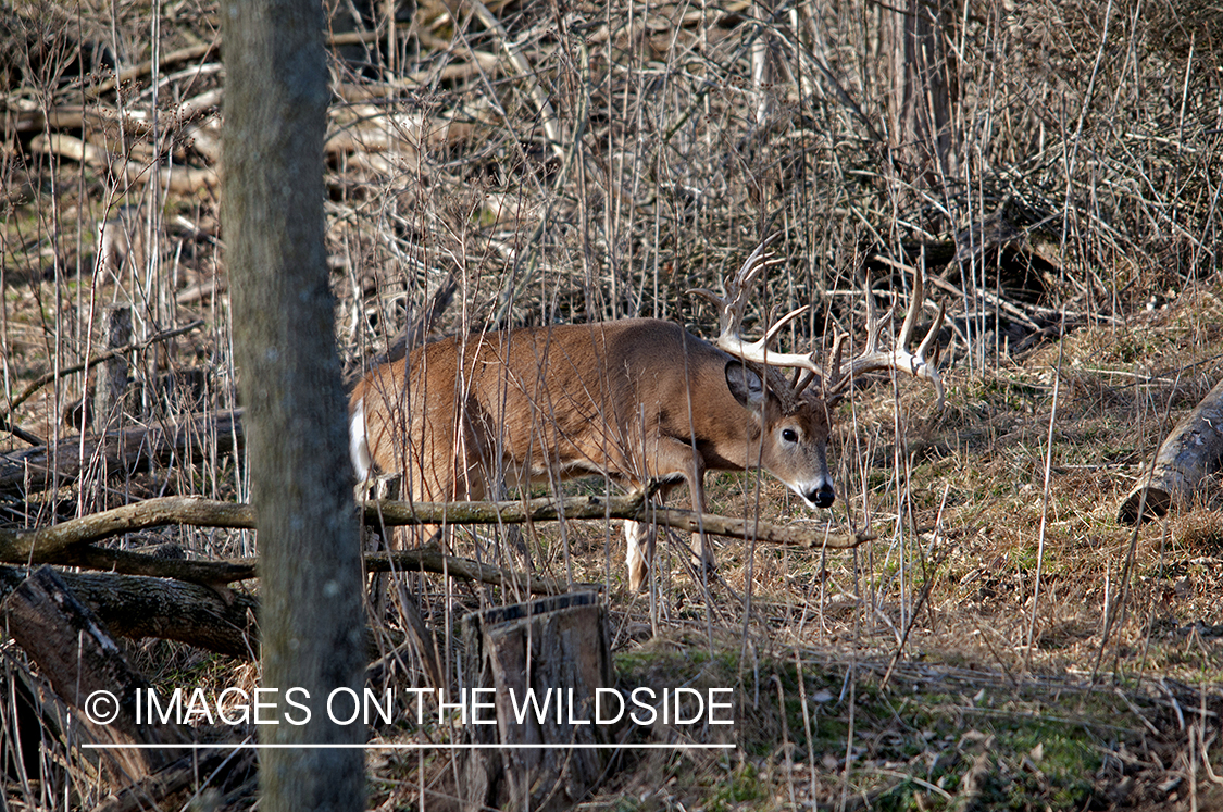 White-tailed buck in habitat. 