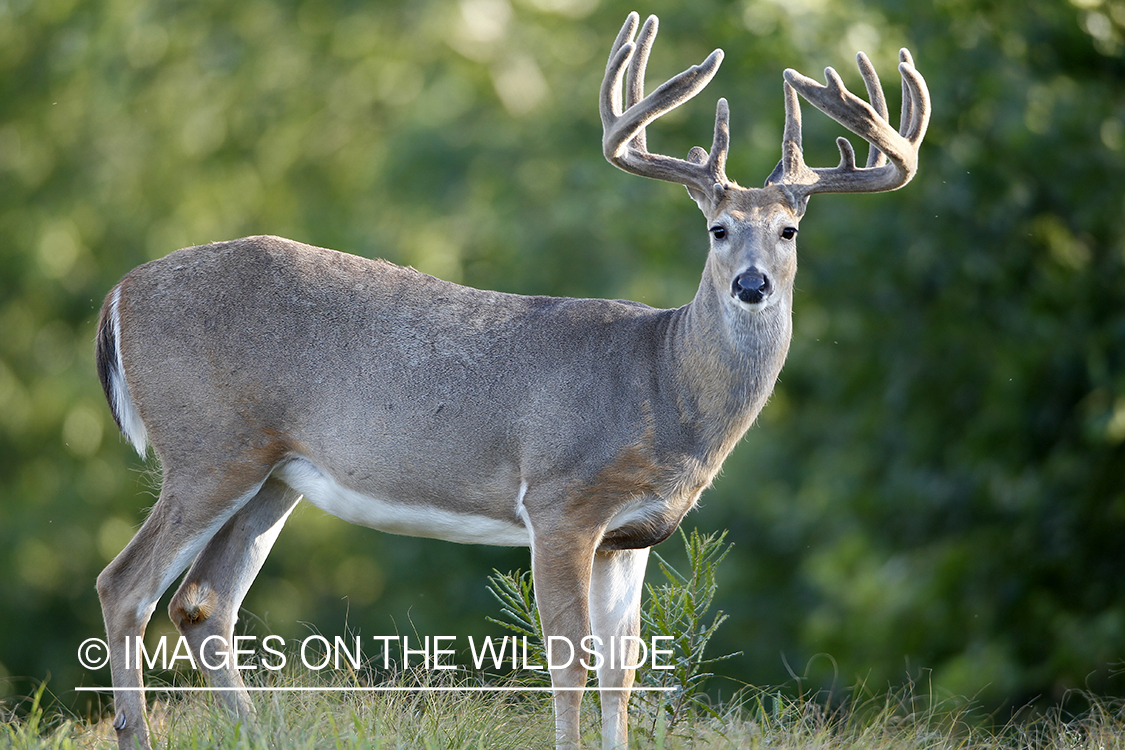 White-tailed buck in velvet.  