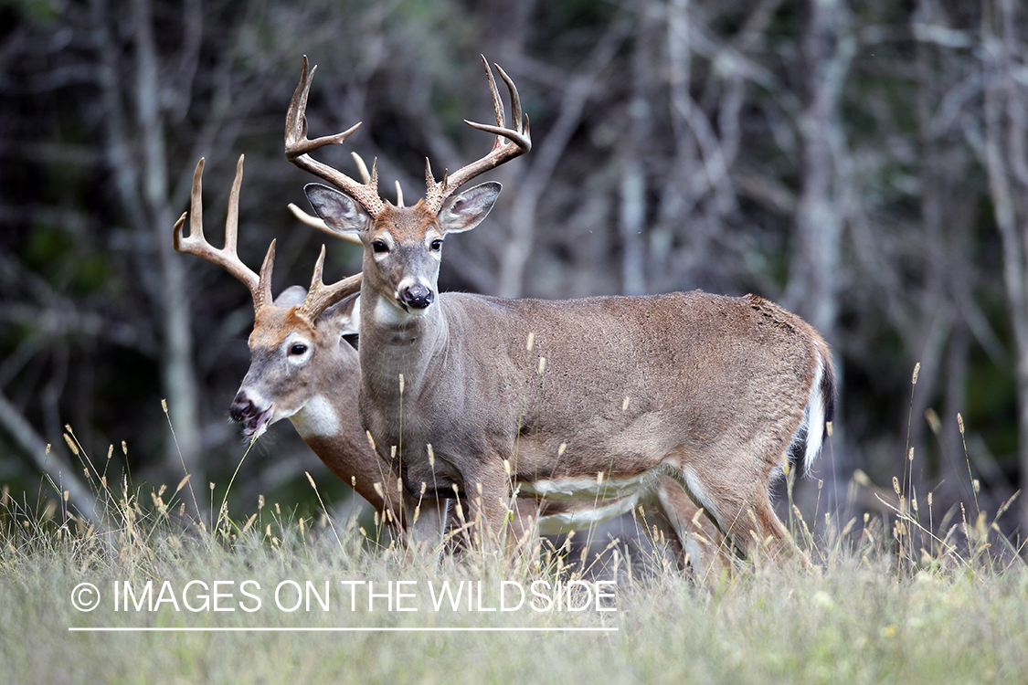 White-tailed bucks in habitat. 