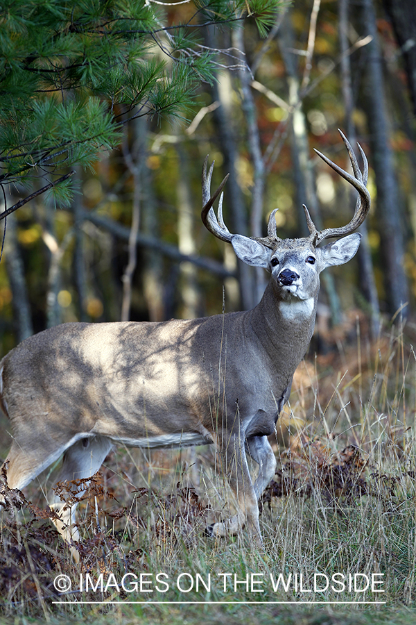 White-tailed buck in habitat. 