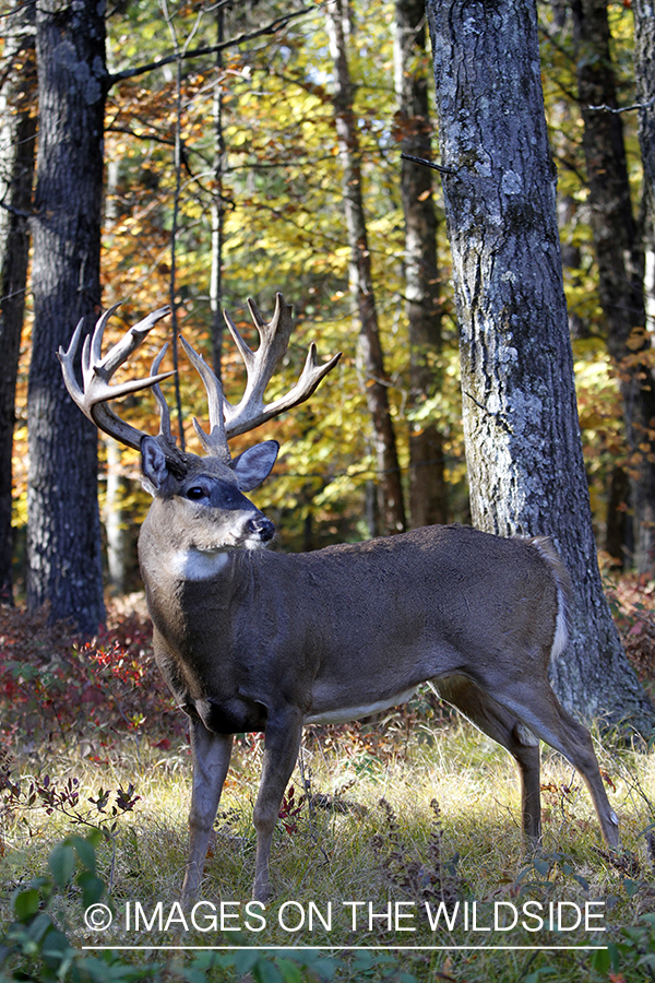 White-tailed buck in habitat. 