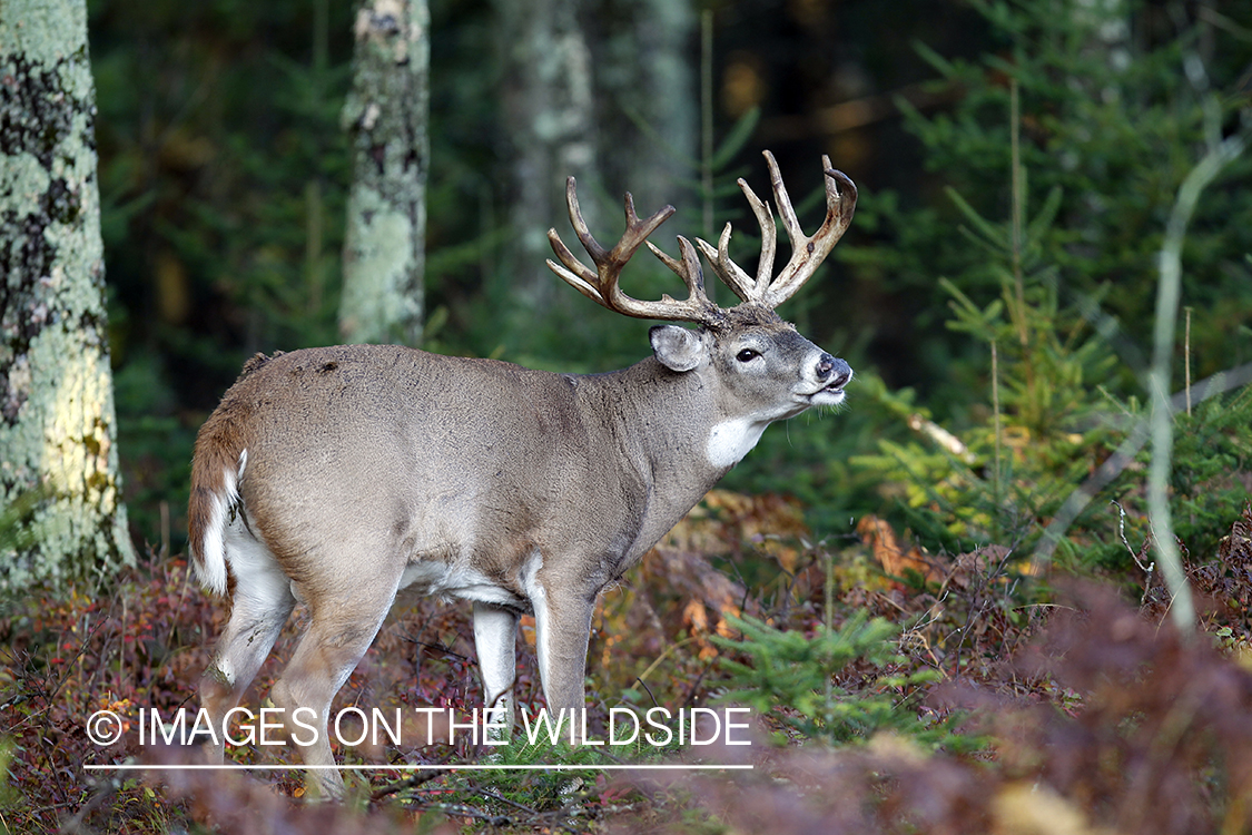 White-tailed buck lip curling. 