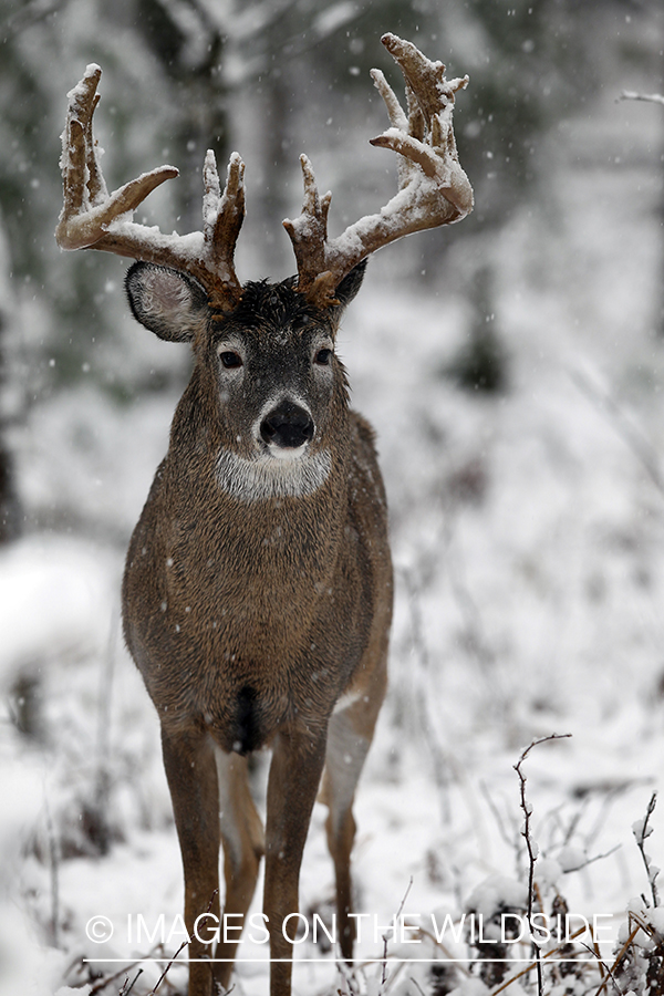 White-tailed buck in winter.  