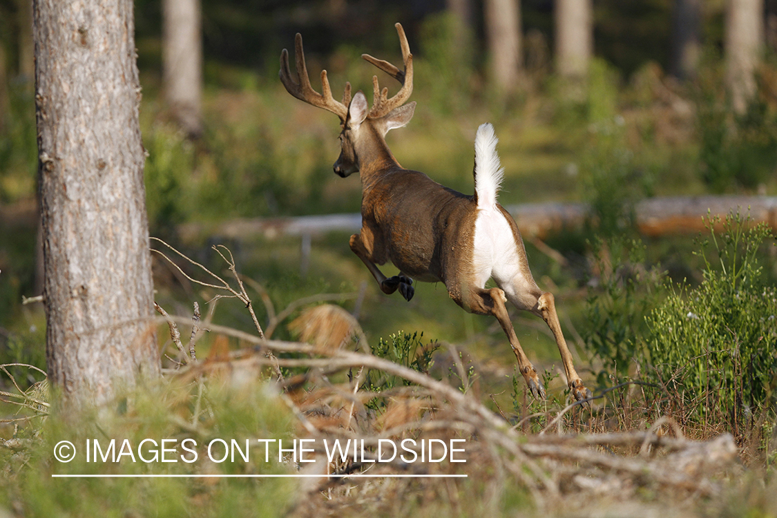 White-tailed buck in habitat.