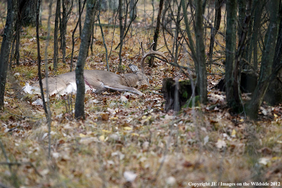 Downed white-tailed buck in forest.