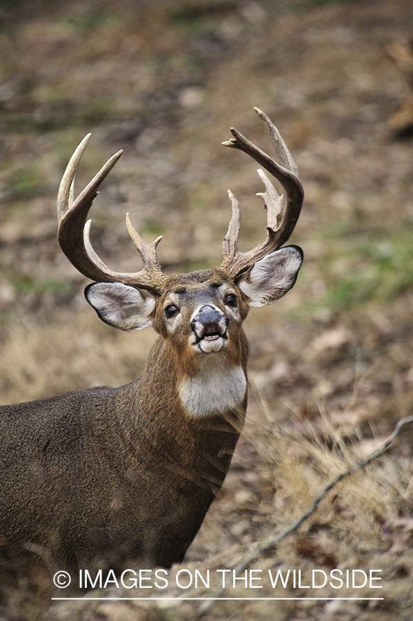 White-tailed buck in habitat.