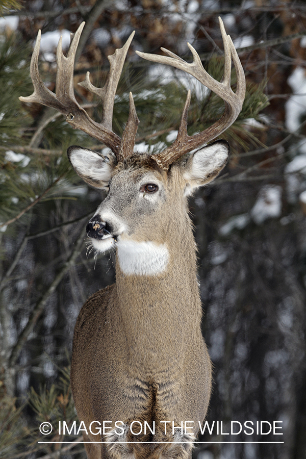 White-tailed buck in winter habitat.