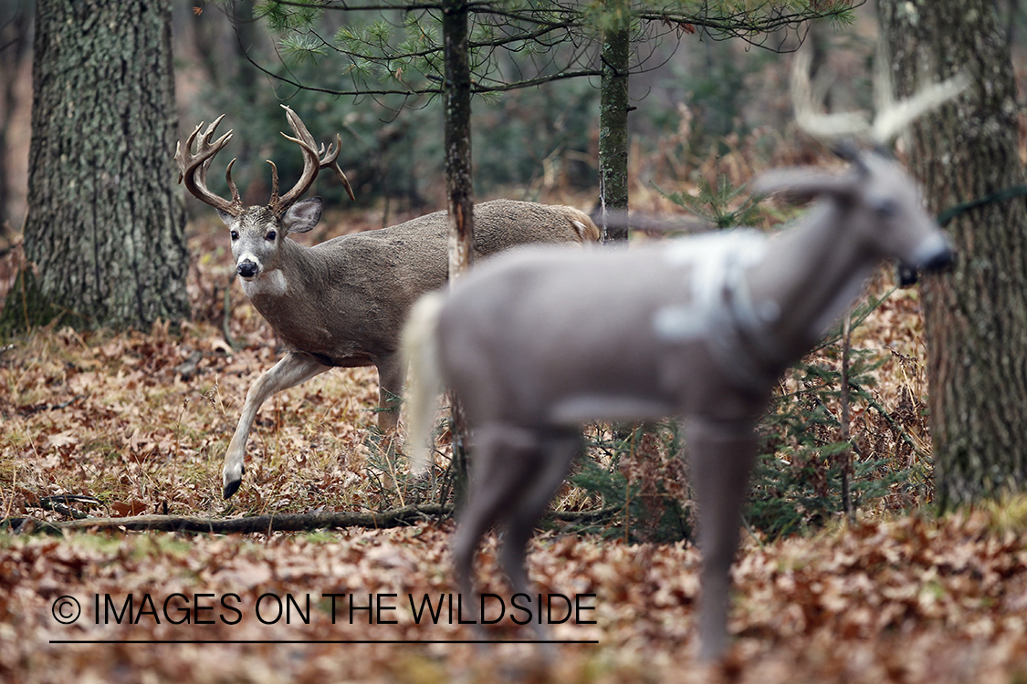 White-tailed buck approaching decoy.