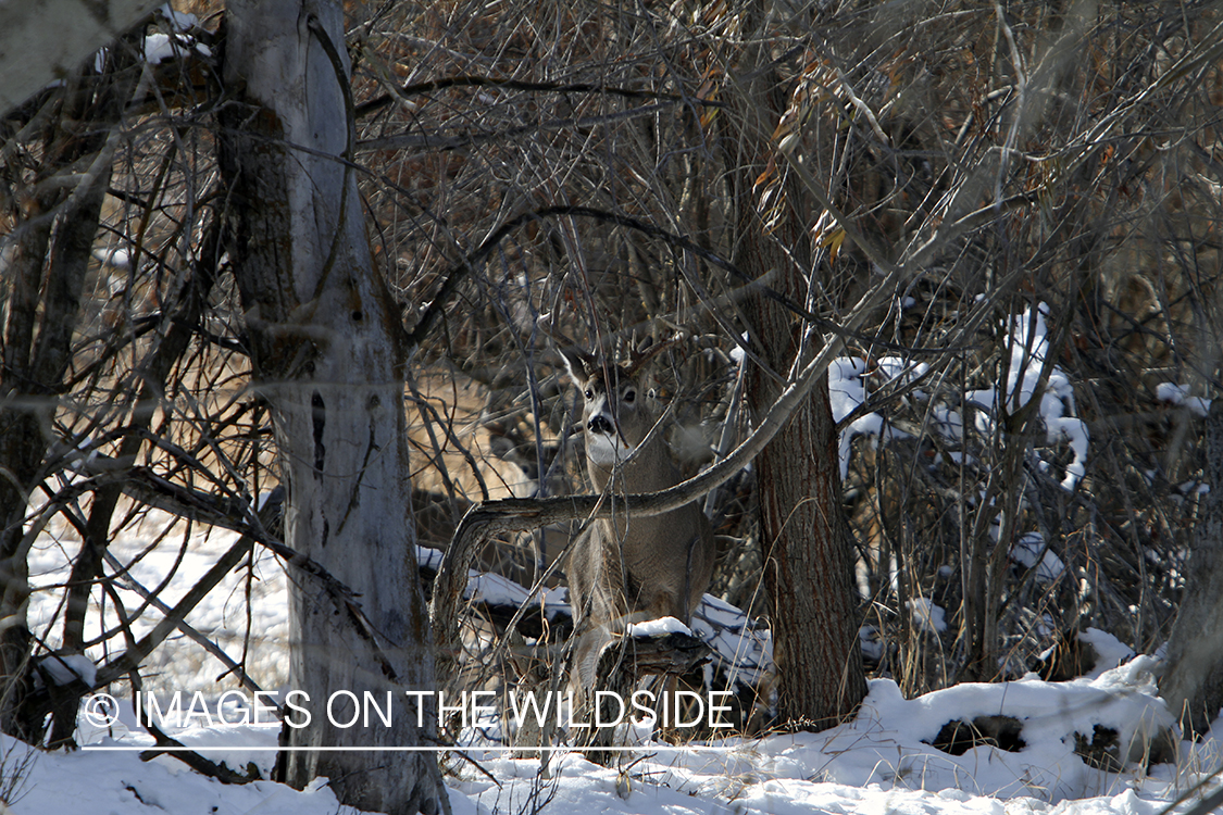 White-tailed buck in habitat.