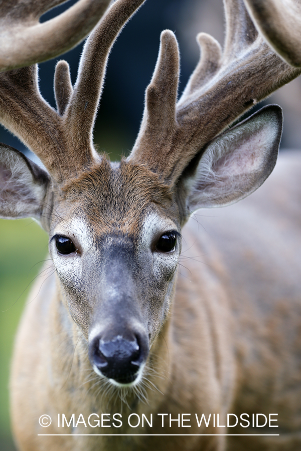 White-tailed buck in velvet.