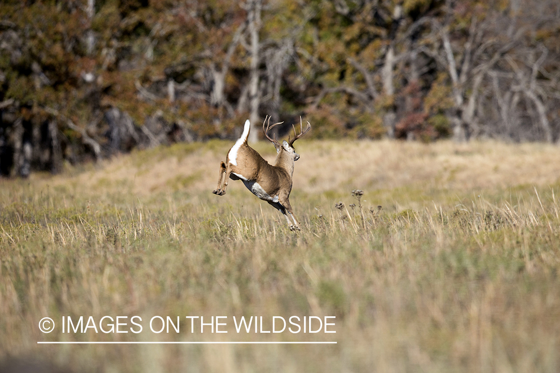 White-tailed buck fleeing in habitat.