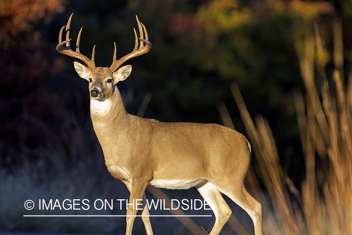 White-tailed buck in habitat.