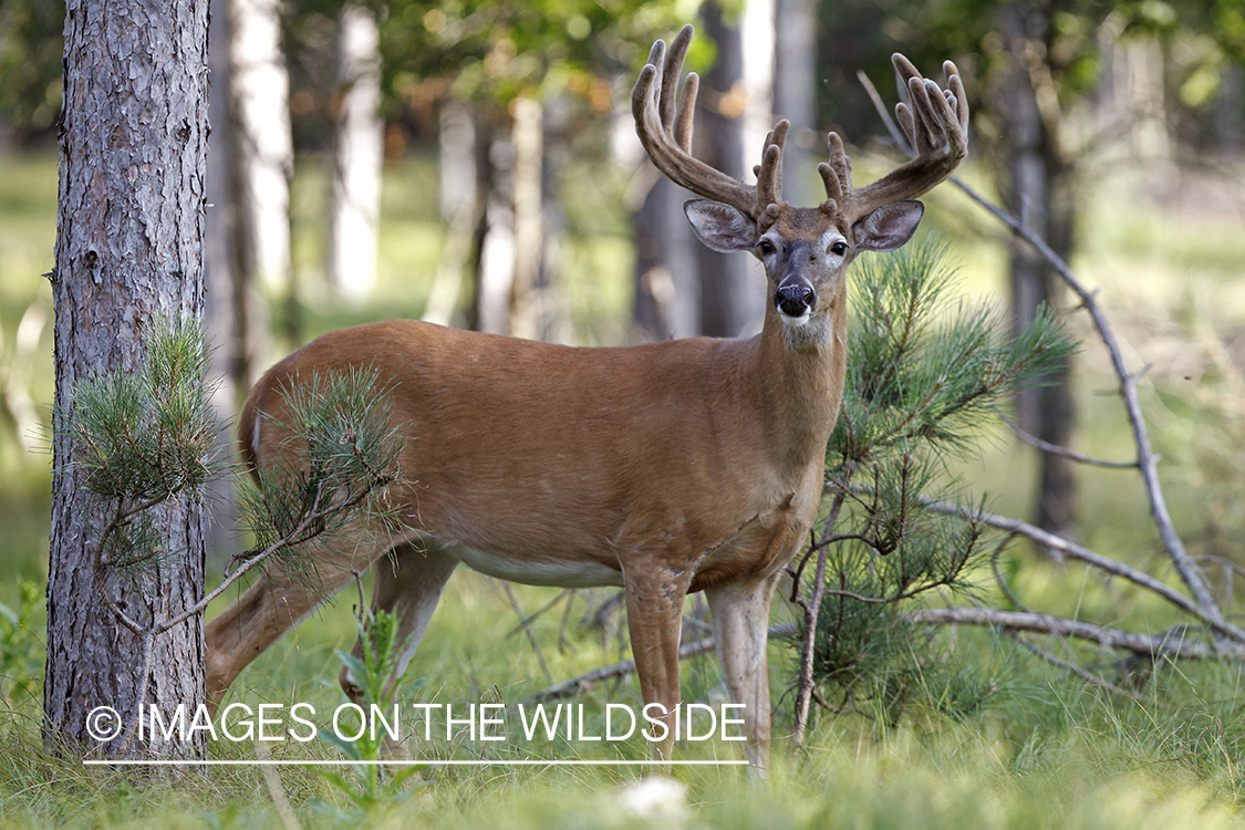 White-tailed buck in velvet.