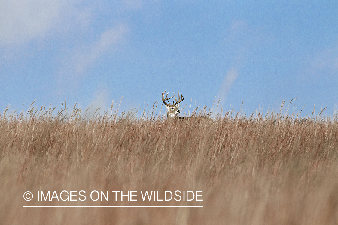 White-tailed buck in habitat. 