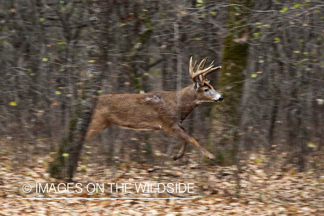 White-tailed buck fleeing in habitat.