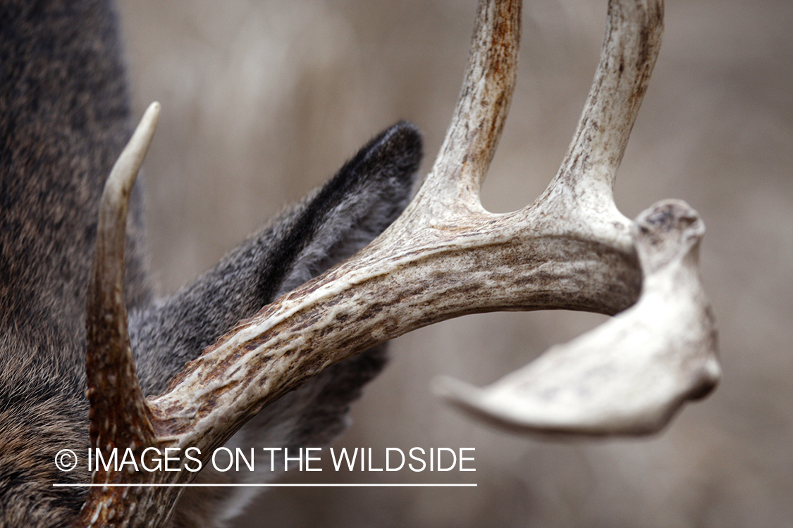 Close up of white-tailed buck's antler. 