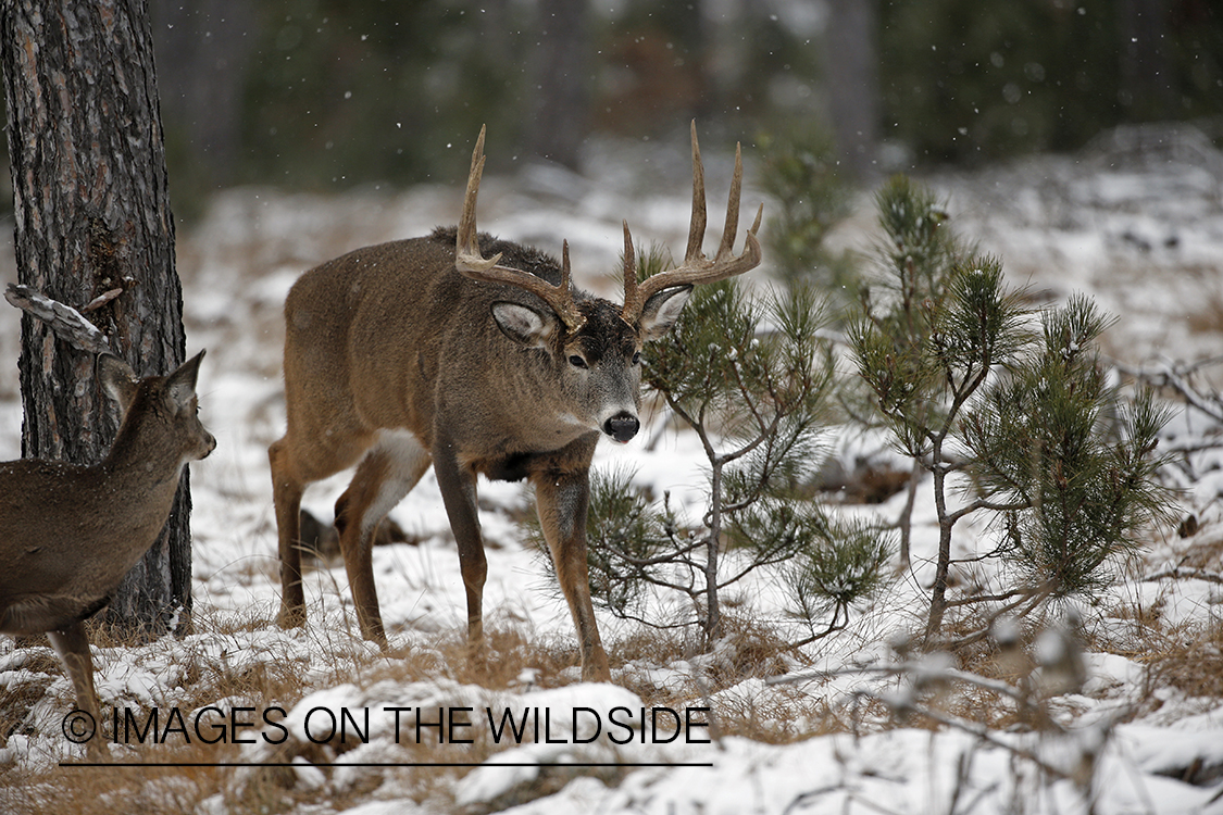 White-tailed buck approaching doe in the rut.