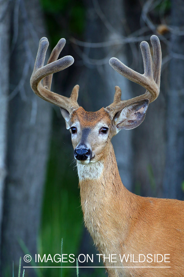 White-tailed Buck in Velvet.