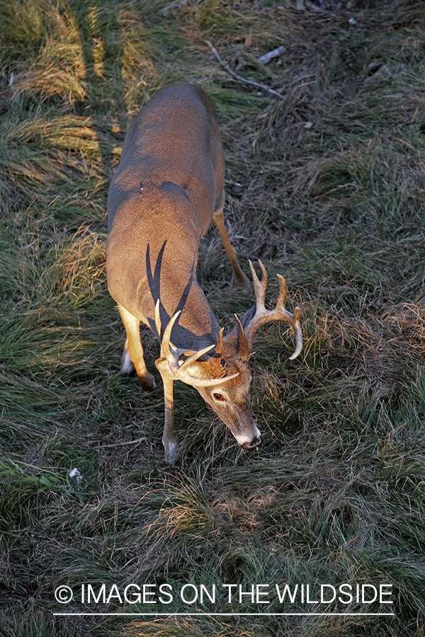 White-tailed buck photographed from tree stand.