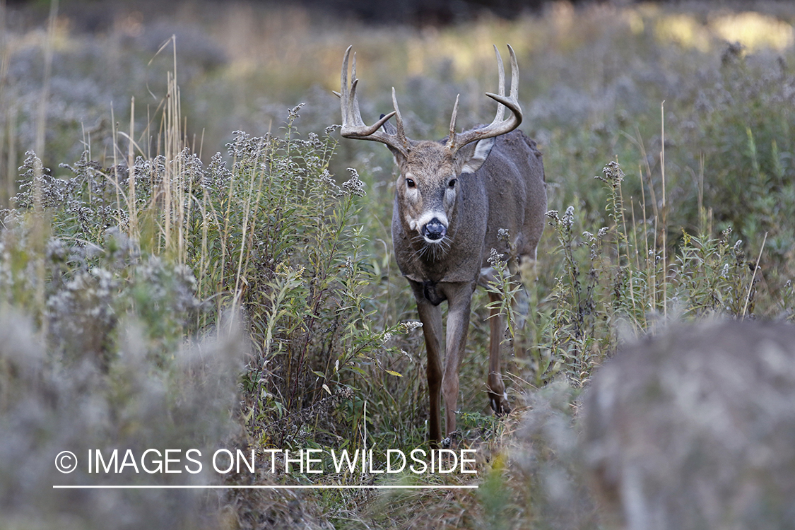 White-tailed buck walking on deer trail.