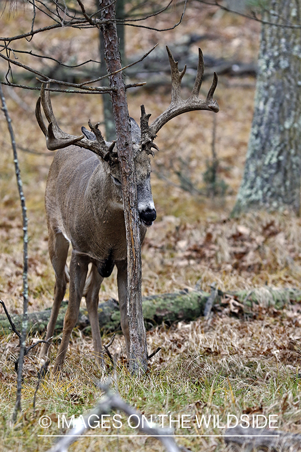 White-tailed buck rubbing on tree in the Rut.