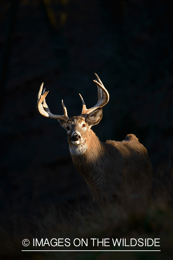 Whitetailed buck in habitat.