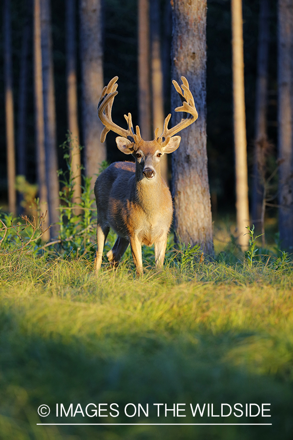 White-tailed buck in velvet.