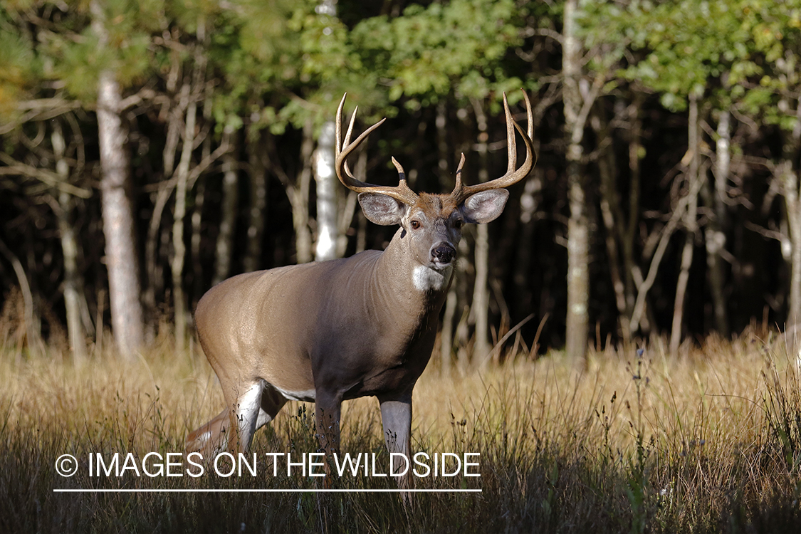 White-tailed buck in field.